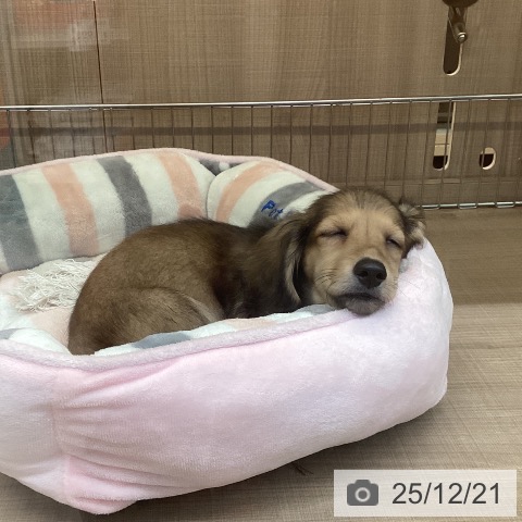 神奈川県のミニチュアダックスフンド(ロング) (ペッツワン 横須賀久里浜店/2025年10月6日生まれ/男の子/シェーデットイエロー)の子犬の3枚目の画像