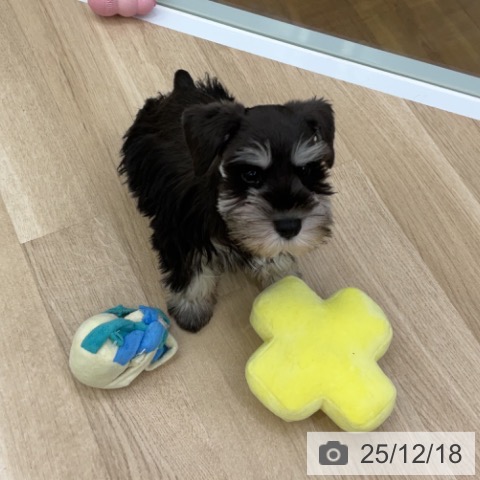 ミニチュア・シュナウザーの写真