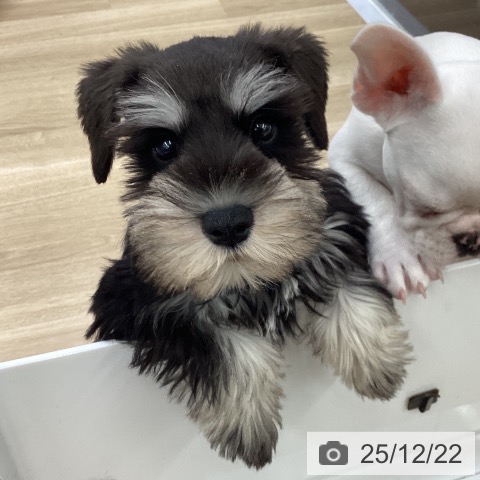 福島県のミニチュアシュナウザー (ペットプラス 福島店/2025年10月7日生まれ/男の子/ブラックシルバー)の子犬の4枚目の画像