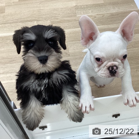 福島県のミニチュアシュナウザー (ペットプラス 福島店/2025年10月7日生まれ/男の子/ブラックシルバー)の子犬の3枚目の画像