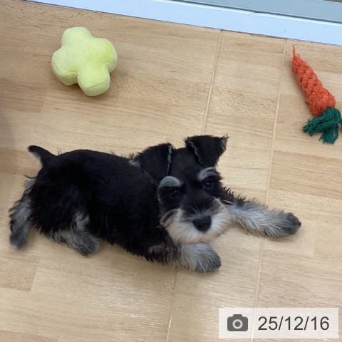 ミニチュア・シュナウザーの写真