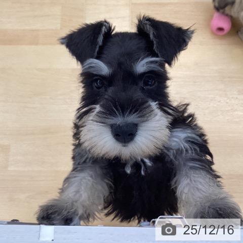 ミニチュア・シュナウザーの写真