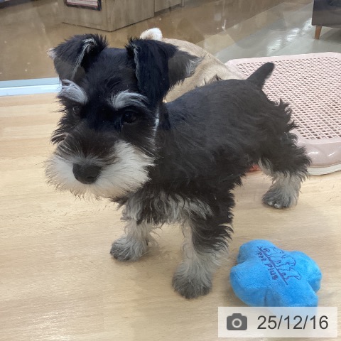 ミニチュア・シュナウザーの写真