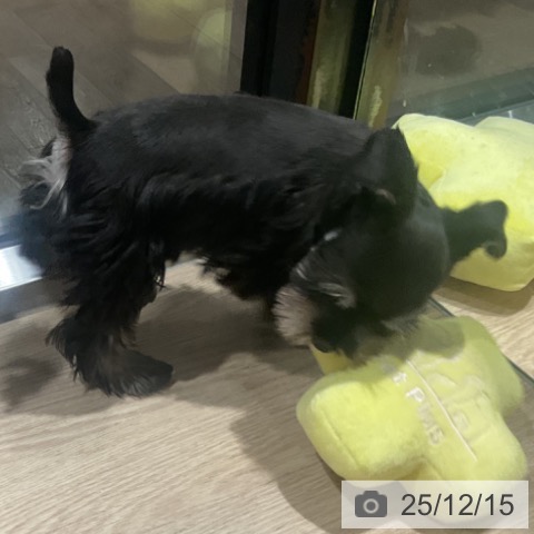 埼玉県のミニチュアシュナウザー (ペットプラス コクーンシティ店/2025年10月7日生まれ/女の子/ブラックシルバー)の子犬の4枚目の画像