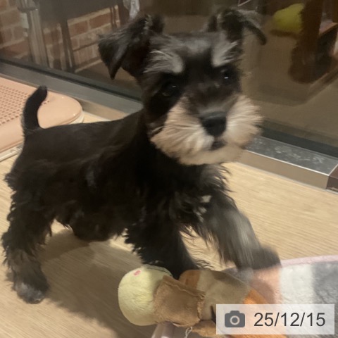 埼玉県のミニチュアシュナウザー (ペットプラス コクーンシティ店/2025年10月7日生まれ/女の子/ブラックシルバー)の子犬の3枚目の画像