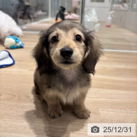 千葉県のミニチュアダックスフンド(ロング) (ペットプラス 木更津店/2025年10月10日生まれ/男の子/シェーデットイエロー)の子犬の4枚目の画像