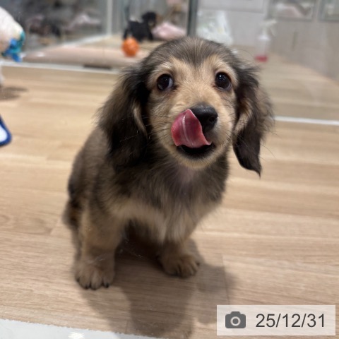 千葉県のミニチュアダックスフンド(ロング) (ペットプラス 木更津店/2025年10月10日生まれ/男の子/シェーデットイエロー)の子犬の3枚目の画像