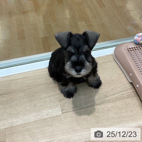 埼玉県のミニチュアシュナウザー (ペットプラス ららぽーと新三郷店/2025年10月9日生まれ/男の子/ソルトペッパー)の子犬の4枚目の画像