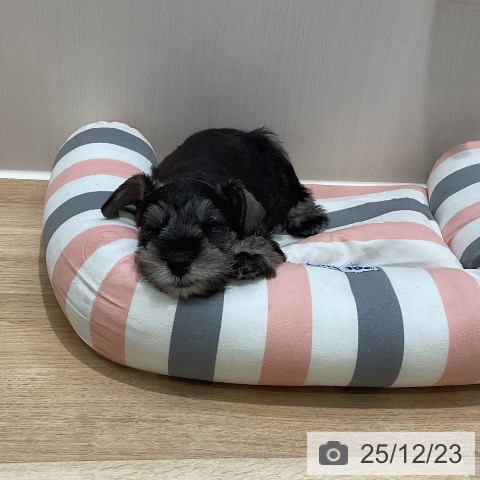 埼玉県のミニチュアシュナウザー (ペットプラス ららぽーと新三郷店/2025年10月9日生まれ/男の子/ソルトペッパー)の子犬の3枚目の画像