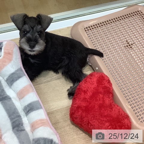 埼玉県のミニチュアシュナウザー (ペットプラス ららぽーと新三郷店/2025年10月9日生まれ/男の子/ソルトペッパー)の子犬の3枚目の画像