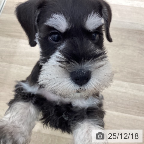 宮城県のミニチュアシュナウザー (ペットプラス 仙台上杉店/2025年10月9日生まれ/男の子/ブラックシルバー)の子犬の4枚目の画像