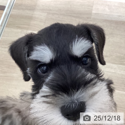 宮城県のミニチュアシュナウザー (ペットプラス 仙台上杉店/2025年10月9日生まれ/男の子/ブラックシルバー)の子犬の3枚目の画像