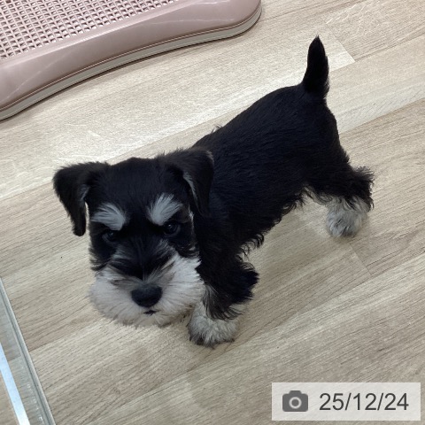 宮城県のミニチュアシュナウザー (ペットプラス 仙台上杉店/2025年10月9日生まれ/男の子/ブラックシルバー)の子犬の3枚目の画像