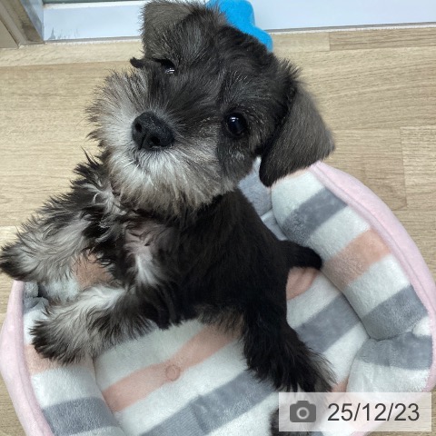 千葉県のミニチュアシュナウザー (ペットプラス 船橋店/2025年10月9日生まれ/女の子/ソルトペッパー)の子犬の4枚目の画像