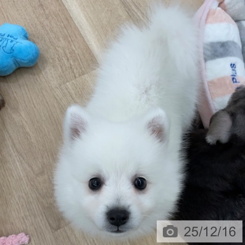 千葉県の日本スピッツ (ペットプラス 船橋店/2025年10月10日生まれ/男の子/ホワイト)の子犬の3枚目の画像