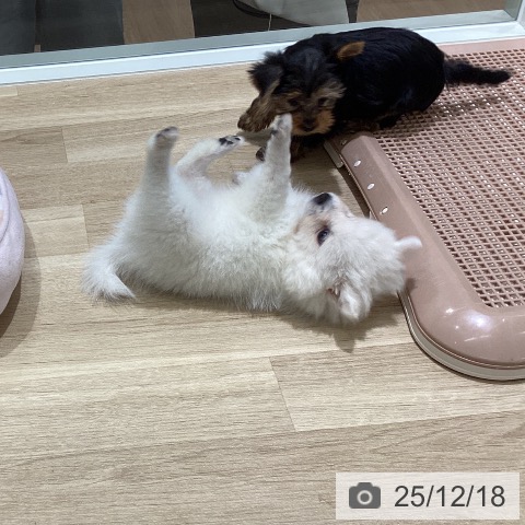 宮城県の日本スピッツ (ペットプラス 仙台上杉店/2025年10月10日生まれ/女の子/ホワイト)の子犬の4枚目の画像