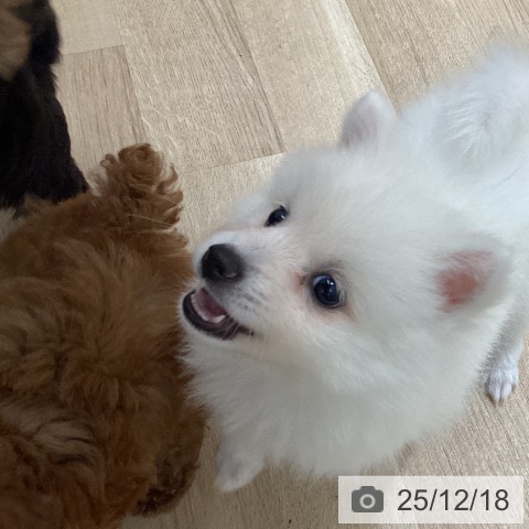 宮城県の日本スピッツ (ペットプラス 仙台上杉店/2025年10月10日生まれ/女の子/ホワイト)の子犬の3枚目の画像