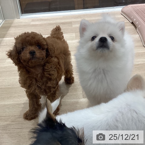 宮城県の日本スピッツ (ペットプラス 仙台上杉店/2025年10月10日生まれ/女の子/ホワイト)の子犬の4枚目の画像