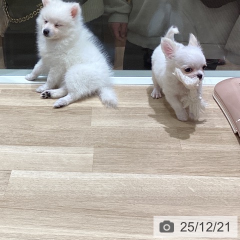 宮城県の日本スピッツ (ペットプラス 仙台上杉店/2025年10月10日生まれ/女の子/ホワイト)の子犬の3枚目の画像