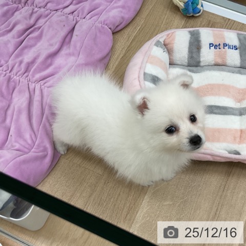 日本スピッツの写真