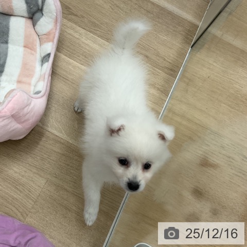 日本スピッツの写真