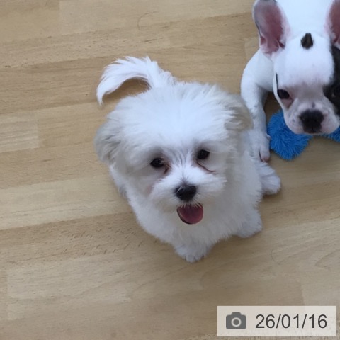 青森県のマルチーズ (ペットプラス 青森浜田店/2025年10月10日生まれ/男の子/ホワイト)の子犬の4枚目の画像