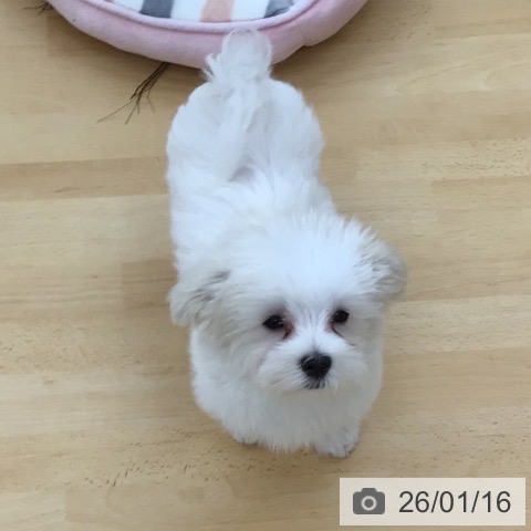 青森県のマルチーズ (ペットプラス 青森浜田店/2025年10月10日生まれ/男の子/ホワイト)の子犬の3枚目の画像