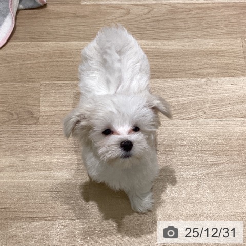 岩手県のマルチーズ (ペットプラス 盛岡南店/2025年10月10日生まれ/男の子/ホワイト)の子犬の4枚目の画像