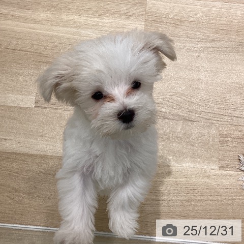 岩手県のマルチーズ (ペットプラス 盛岡南店/2025年10月10日生まれ/男の子/ホワイト)の子犬の3枚目の画像