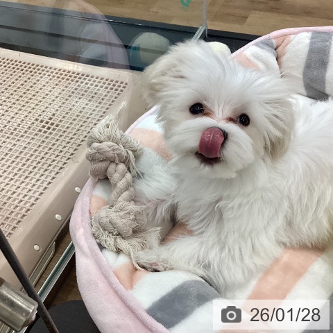 茨城県のマルチーズ (ペッツワン つくば店/2025年10月10日生まれ/女の子/ホワイト)の子犬の4枚目の画像