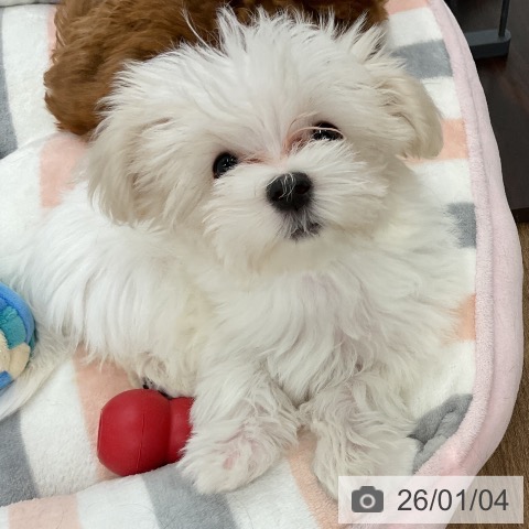 千葉県のマルチーズ (ペッツワン 千葉ニュータウン店/2025年10月10日生まれ/女の子/ホワイト)の子犬の3枚目の画像