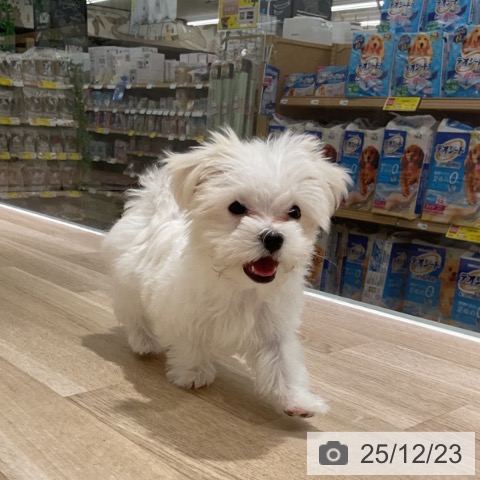 マルチーズの写真