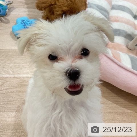 長野県のマルチーズ (ペットプラス 長野店/2025年10月10日生まれ/女の子/ホワイト)の子犬の4枚目の画像