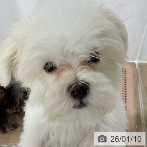 マルチーズの写真