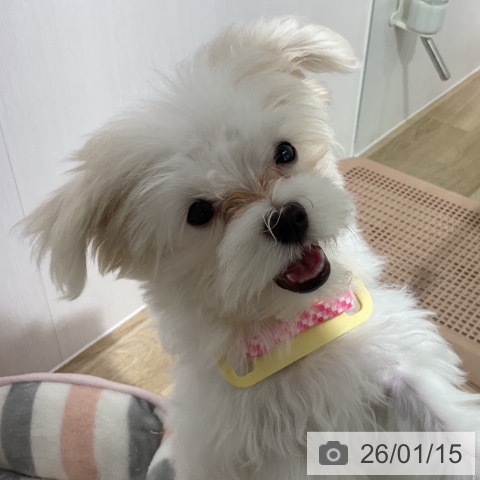 長野県のマルチーズ (ペットプラス 長野店/2025年10月10日生まれ/女の子/ホワイト)の子犬の4枚目の画像