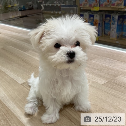 長野県のマルチーズ (ペットプラス 長野店/2025年10月10日生まれ/女の子/ホワイト)の子犬の3枚目の画像