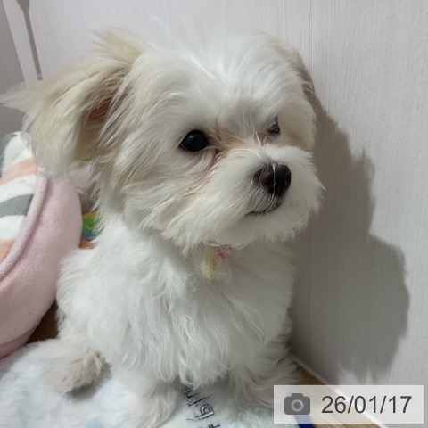 長野県のマルチーズ (ペットプラス 長野店/2025年10月10日生まれ/女の子/ホワイト)の子犬の4枚目の画像