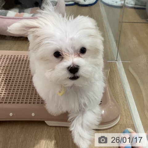 長野県のマルチーズ (ペットプラス 長野店/2025年10月10日生まれ/女の子/ホワイト)の子犬の3枚目の画像