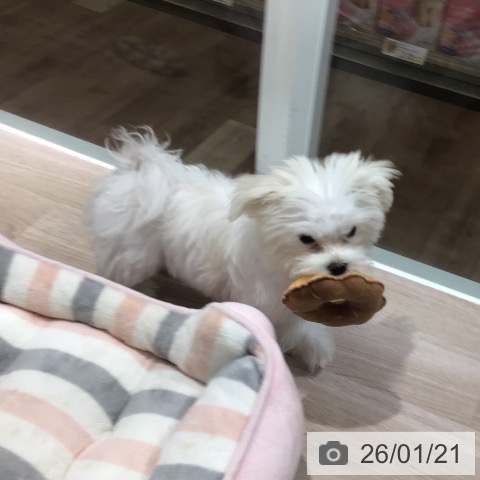 長野県のマルチーズ (ペットプラス 上田店/2025年10月10日生まれ/女の子/ホワイト)の子犬の3枚目の画像