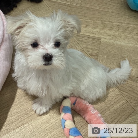 埼玉県のマルチーズ (ペットプラス イオンモール春日部店/2025年10月10日生まれ/女の子/ホワイト)の子犬の4枚目の画像