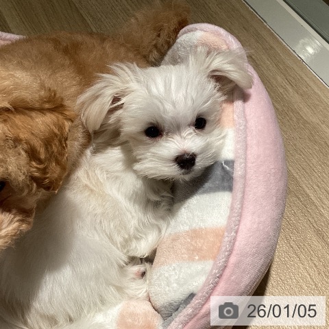 埼玉県のマルチーズ (ペットプラス イオンモール春日部店/2025年10月10日生まれ/女の子/ホワイト)の子犬の3枚目の画像