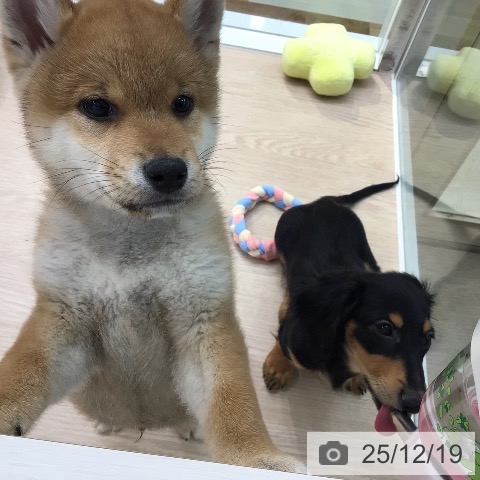 東京都の柴犬(標準サイズ) (ペットプラス 多摩平の森店/2025年10月11日生まれ/男の子/赤)の子犬の4枚目の画像