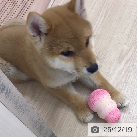 東京都の柴犬(標準サイズ) (ペットプラス 多摩平の森店/2025年10月11日生まれ/男の子/赤)の子犬の3枚目の画像