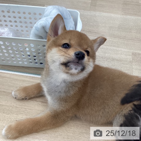 東京都の柴犬(標準サイズ) (ペットプラス むさし村山店/2025年10月11日生まれ/男の子/赤)の子犬の4枚目の画像