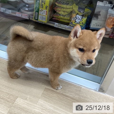 東京都の柴犬(標準サイズ) (ペットプラス むさし村山店/2025年10月11日生まれ/男の子/赤)の子犬の3枚目の画像