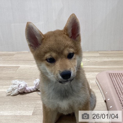 宮城県の柴犬(標準サイズ) (ペットプラス 名取店/2025年10月11日生まれ/女の子/赤)の子犬の4枚目の画像