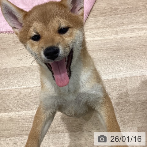 宮城県の柴犬(標準サイズ) (ペットプラス 名取店/2025年10月11日生まれ/女の子/赤)の子犬の4枚目の画像