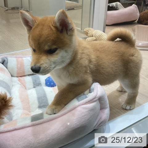 埼玉県の柴犬(標準サイズ) (ペットプラス 上尾店/2025年10月11日生まれ/男の子/赤)の子犬の3枚目の画像