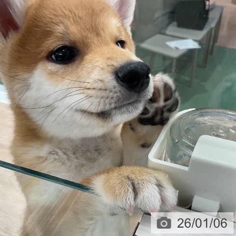 埼玉県の柴犬(標準サイズ) (ペットプラス 上尾店/2025年10月11日生まれ/男の子/赤)の子犬の4枚目の画像