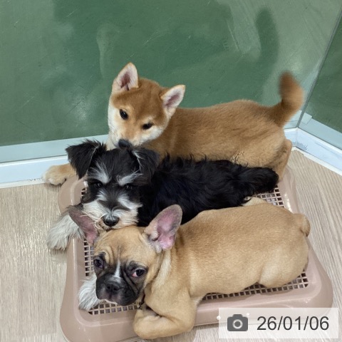 埼玉県の柴犬(標準サイズ) (ペットプラス 上尾店/2025年10月11日生まれ/男の子/赤)の子犬の3枚目の画像